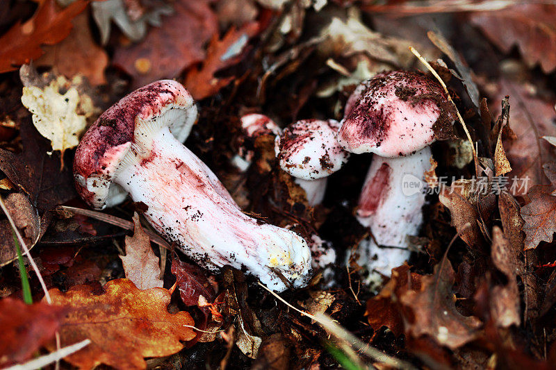 蜡帽（Hygrophorus Russula）